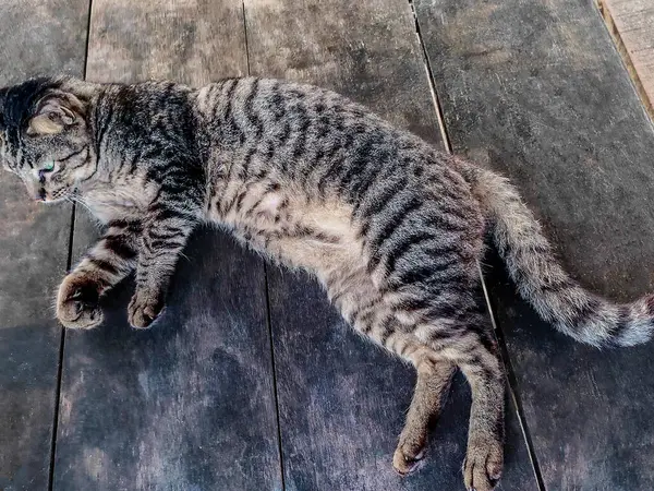 Koyu gri bir kedi, Pantai Cempaka, Kuantan Pahang, Malezya 'da uyuyarak öğleden sonra eğleniyor..