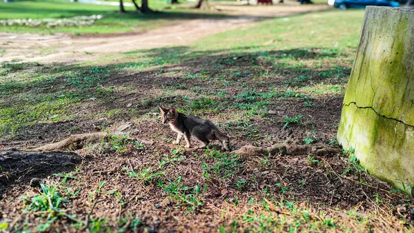 Pantai Cempaka 'da bir kedi, Kuantan Pahang, Malezya. Çimlerin üzerinde yürüyorum.