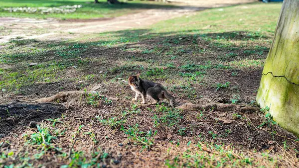 Pantai Cempaka 'da bir kedi, Kuantan Pahang, Malezya. Çimlerin üzerinde yürüyorum.