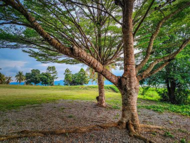 Ağaçları ve dalları olan parlak bir kaynak Tasik Timah Tasoh, Perlis, Malezya 'da taze yeşil yapraklar.