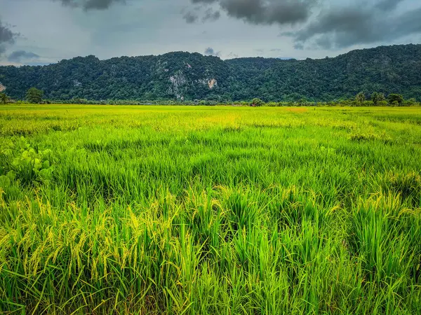 Yeşil ve sarı pirinç tarlaları ve sarı çeltik tarlaları. Arka plandaki dağ ve beyaz bulutlu parlak gökyüzü. Warung Tepi Sawah, Kangar, Perlis, Malezya.