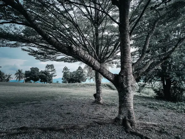 Tasik Timah Tasoh, Perlis, Malezya 'da ağaçlı ve dallı koyu bir filtre..