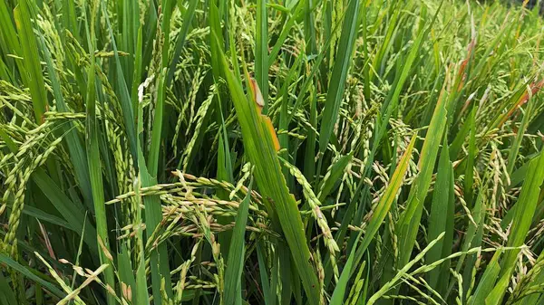 Groene Rijstplant Het Veld — Stockfoto