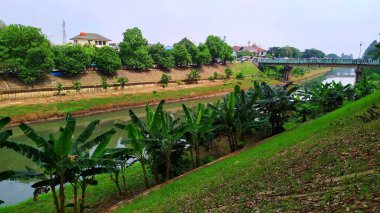 Nehrin kıyısında temiz ağaçlar yetişir. Geniş yaprakları olan muz ağaçları çimlerin üzerinde yetişir..