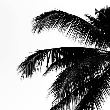  Beyaz arka planda hindistan cevizi ağacı yaprakları silueti. Hindistan cevizi ağacı yapraklarının yarısı.