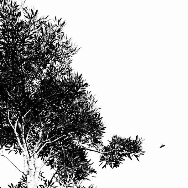 Dalları yapraklarla dolu gölgeli bir ağacın silueti. Üzerinde uçan kuşlar tarafından süslenmiş siyah beyaz bir ağacın silueti. Gölgeli bir ağacın silueti.