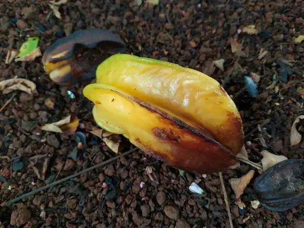 stock image Ripe and yellow starfruits fall to the ground and rot after being eaten by bats and other animals. Small flies land on the half-rotten ripe starfruits that fall to the ground.