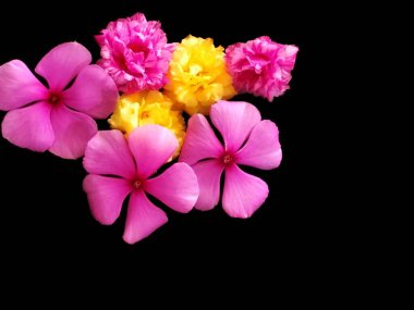 Bir dizi pembe ve sarı çiçek, parlak renklerini koyu siyah arka plana vurguluyorlar. Narin yapraklar ve zengin doku çarpıcı bir görsel karşıtlık yaratır..