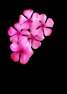 Hassas taç yapraklı beş pembe çiçekten oluşan bir küme katı siyah bir arkaplana kurulur. Canlı renkleri, yumuşak dokularının altını çizerek güzel bir tezat oluşturuyor. Taç yaprakları koyu pembeden açık pembeye doğru bir eğime sahiptir..