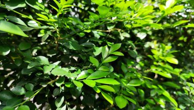 Parlak yeşil yapraklar güneşli bir bahçede çok güzel. Parlak dokusunu ve karmaşık dallarını aydınlatıyor. Işık ve gölge arasındaki zıtlık yeşilliğin doğal derinliğini ve tazeliğini arttırır..