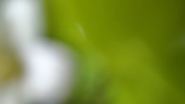 A soft, blurred empty background with green and white tones, of a leaf and a white flower. The out of focus effect creates a dreamy, abstract composition with smooth color blending.