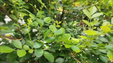 Taze yeşil yasemin yaprakları ve açılmamış çiçek tomurcukları. Daha önce çiçek açmış olanlar arasında..