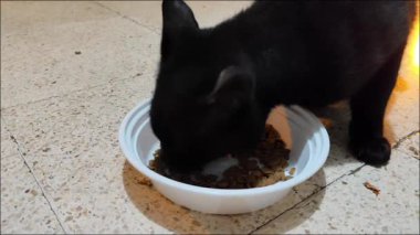 Başıboş bir kara kedi, gecenin bir yarısı bir evin verandasında aç gözlü, kuru kedi maması yiyor. Yemeğin ortasında, kedi dışarı bakar çünkü tetiktedir..