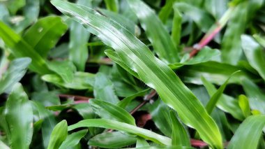 İnce tüyleri ve parlak yeşil dokuları olan taze bir Napier otu. Bıçaklar kalın, katmanlı ve doğal olarak hizalı. Sabah ışığı hafif bir parıltı katar.