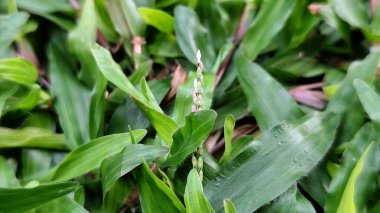 Küçük tomurcuklanan bir tomurcuklanma ile mini Napier otlarının yakın plan çekimi. Yapraklar parlak, ince kenarlı ve yoğun bir şekilde paketlenmiş. Açık renk saçlar sapları ve bıçakları kaplar..