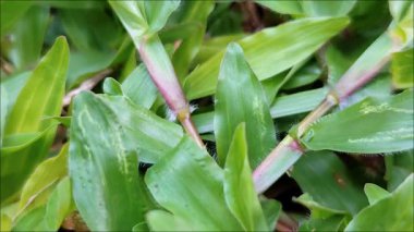 Yakın mesafeden taze yeşil bez çimenler. Böylece yaprakların etrafındaki ince tüyler görülebilir..