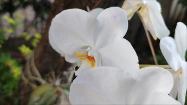 Rüzgarın estiği beyaz bir orkidenin güzelliği. Benekli ve güzel derecelendirilmiş sarı çitli bir orkidenin yakın çekimi. Orkidenin beyazlığı saflığı simgeler..