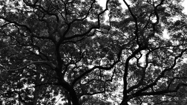 Aşağı açıdan büyük gölgeli bir ağaç, gökyüzüne ve büyük dallara karşı bir siluet olarak görülür. Siyah ve beyaz ağaç, güzel büyük dallarıyla tüm çerçeveyi kaplar..