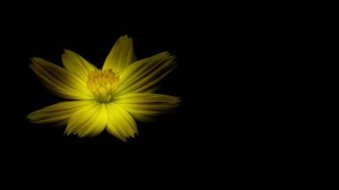 Soldaki tek sarı kozmos çiçeği siyah arka planda, narin yaprakları yumuşak ışıkla aydınlanıyor. Doğal deseni ve parlak sarı tonu olan bir çiçek..