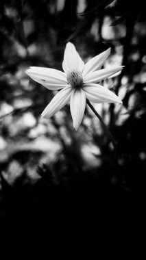 Yumuşak ve güzel taç yaprağı dokusuyla yeni açmış bir çiçek. Karıncalar yaprakların üzerinde çiçeğin beyazına doğru yürür. Doğal bir arka plan olarak siyah beyaz fotoğraf. Altında siyah boşluk olan dikey fotoğraf.