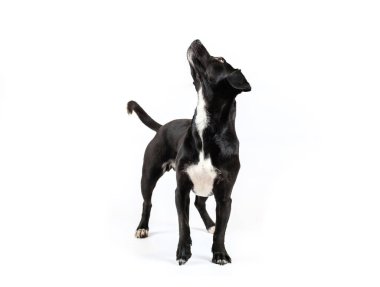 Küçük, siyah, Breedless köpek portresi, melez köpek, tuhaf, soyutlanmış beyaz arka plan.