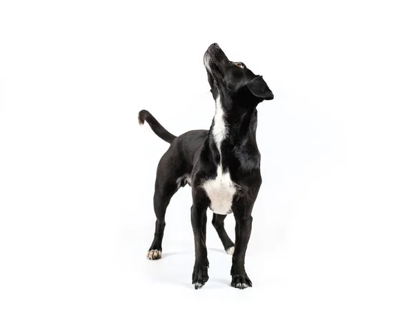 Pequeño Negro Sin Raza Perro Retrato Mestizo Canino Buscando Curioso — Foto de Stock
