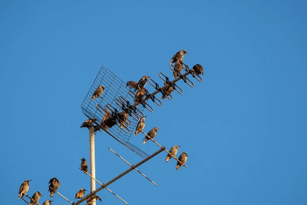 Starling Pájaro Resto Los Viajes Migración Entorno Urbano Edificio Antena —  Fotos de Stock
