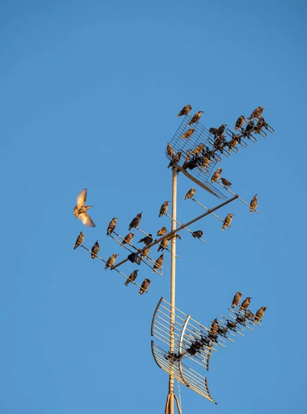 Starling Bird Rest Migration Urban Environment Building Anténa Sturnus Vulgaris — Stock fotografie