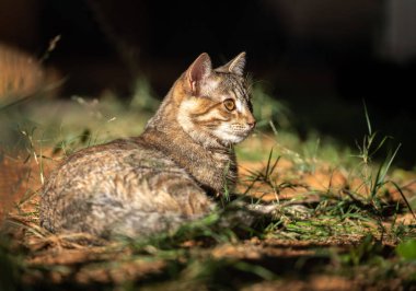 Kedi uzanmış, yerde güneşleniyor.