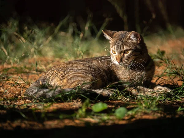 Kedi Uzanmış Yerde Güneşleniyor — Stok fotoğraf