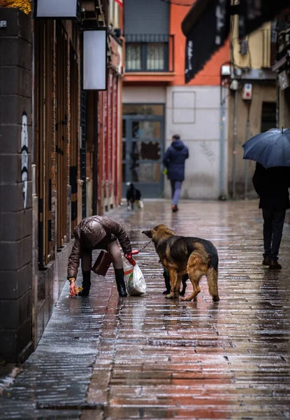 Kadın köpeğinden kaka topluyor, şehir yürüyüşü, yağmurlu sokaklar, iyi alışkanlıklar.