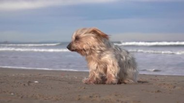 Kulakları havada köpek yavaş çekimde, kumsalda çok güçlü rüzgar var.