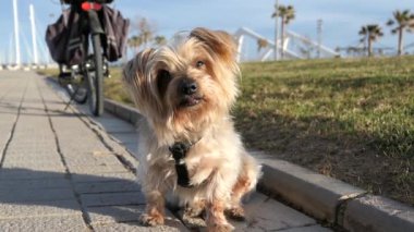 Meraklı bir ifadeyle kulaklarını kaldıran köpek ağır çekimde öne doğru yürür. Hey, kahverengi Yorkshire Teriyeri 'nin köpeği..