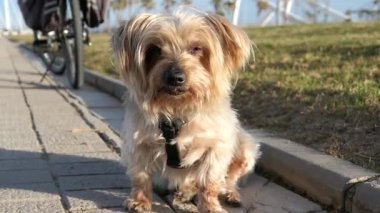 Meraklı bir köpek, kulaklarını kaldırıyor, gözleri güneş yüzünden daralıyor. Hey, kahverengi Yorkshire Teriyeri 'nin köpeği..