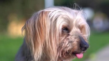 Köpek portresi arka planı bulanıklaştırdı Yorkshire Terrier köpeği. El bilgisayarı görüntüler sıradan, sıcak renkler. Köpek kameraya bakıyor.