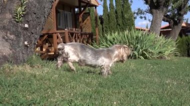 Bahçede çim üstünde ağır çekimde yürüyen sevimli yaşlı köpek Yorkshire Terrier köpeği.