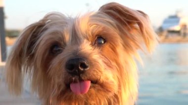 Köpek, meraklı bir ifadeyle kulaklarını kaldırıyor köpek, Yorkshire Terrier köpeği başını eğiyor. El bilgisayarı. Günbatımını gösteren günlük görüntüler.