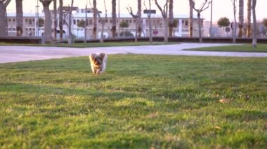 Köpek yavaşça ve meraklı bir şekilde öne doğru yürür. Yeşil çimenlik bir parkta, altın saat renginde, Yorkshire Terrier köpeği