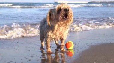 Köpek havlıyor, oynamak istiyor. Mutlu ıslak köpek Yorkshire Terrier köpeği sahilde top ile