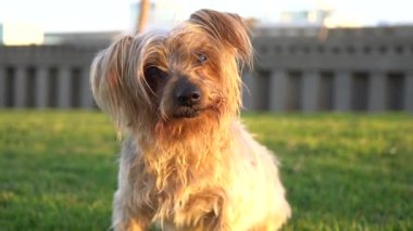 Meraklı bir ifadeyle kulaklarını kaldıran köpek öne doğru yürür. Hey, kahverengi Yorkshire Teriyeri 'nin köpeği..