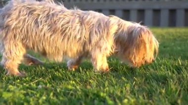 Yorkshire Teriyer Köpeği yavaşça yürüyor ve tuhaf bir şekilde kokluyor. Yeşil çimenlik bir parkta, altın saat renginde, köpekçik