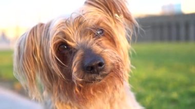 Kulaklarını kaldıran meraklı bir köpek. Hey, kahverengi Yorkshire Teriyeri 'nin köpeği..