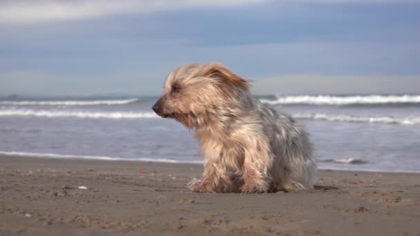 抬起耳朵的狗慢吞吞地看着 海滩上刮起了大风 — 图库视频影像