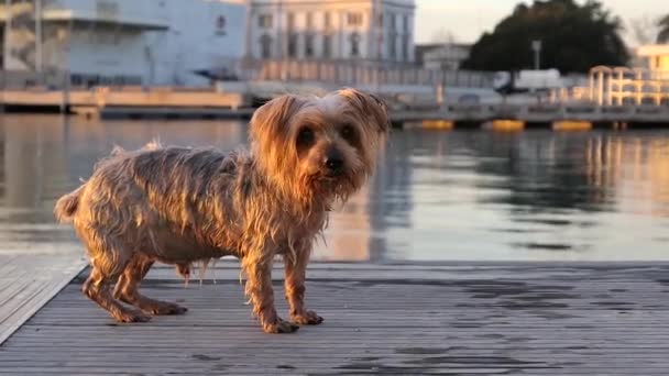 濡れて震える犬 ちょうど水から 好奇心の表現バークとアプローチでカメラを見ています ブラウン ヨークシャー テリア ドージー — ストック動画