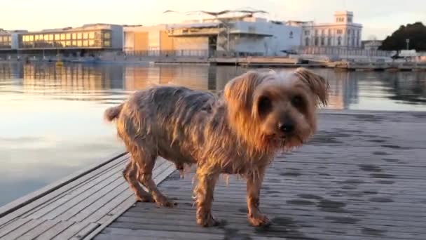 Собака Мокрая Дрожит Просто Вышел Воды Глядя Камеру Любопытным Выражением — стоковое видео