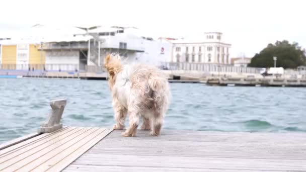 狗看着大海 突然转过头去 感到很惊讶 有趣的狗用好奇的表情使小狗吃惊 什么是棕色约克郡泰瑞埃 — 图库视频影像
