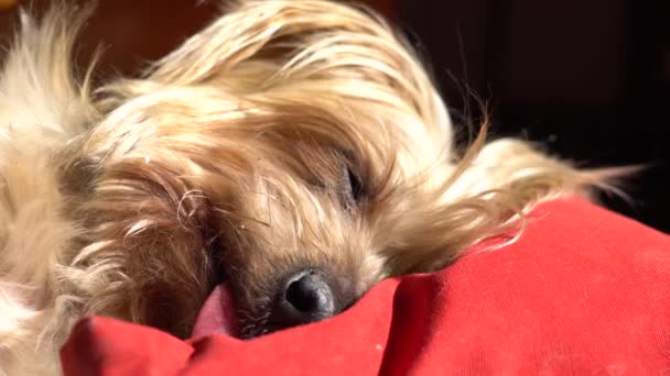 かわいい犬は枕の上の頭と四角い目をした ヨークシャーテリアブラウンドギーは太陽の下で暖かく 犬の鼻と投与 — ストック動画