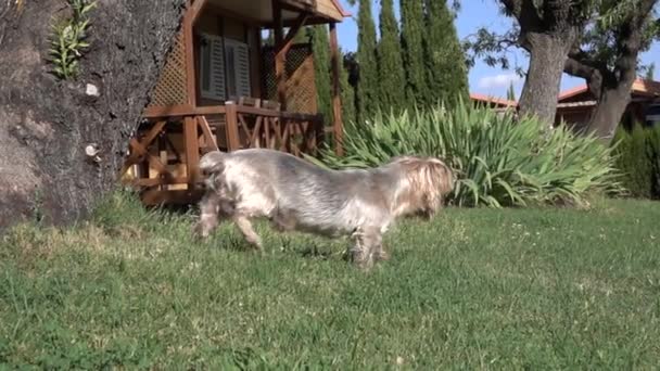 约克郡的一条可爱的老狗在草坪上的一个野营中慢动作地在花园散步 — 图库视频影像