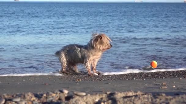 ビーチで愛らしいぬいぐるみ犬は 水ヨークシャーテリア犬のゆっくり動きで落ちて飛び散るボールのために注意深く見ている頭を回します — ストック動画