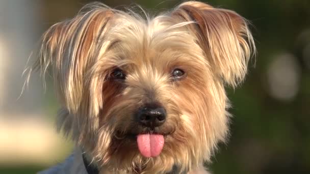 Dilini Uzatan Köpek Portresi Arka Planı Bulanıklaştırdı Yorkshire Terrier Köpeciği — Stok video
